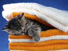 Śpiący, Mały, Kotek, Ręczniki
