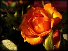 Kwiat, Pomarańczowej, Róży