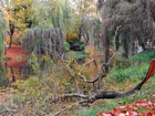 Park, Drzew, Staw, Jesienią