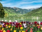Tulipany, Jezioro, Góry
