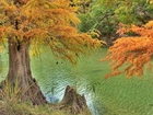 Rzeka, Kolorowe, Drzewa, Jesień