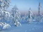 Drzewa, Ośnieżone, Zima
