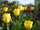 Tulipany, Rabatka