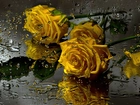 Żółte, Róże, Krople, Deszczu