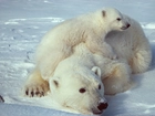 Niedźwiedź, Polarny, Mama, Mały, Lód