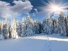 Promienie Słońca, Drzewa, Pokryte, Śniegiem