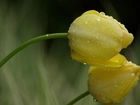 Żółte, Tulipany, Deszcz