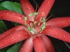Czerwony, Kwiat, Red Passion, Ekwador