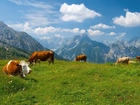 Krowy, Łąka, Góry
