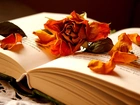 Książka, Róża, Płatki, Kompozycja