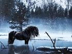 Koń, Drzewo, Jezioro