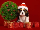 Pies, Świąteczne, Dekoracje, Czapeczka