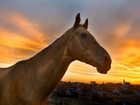 Koń, Zachód Słońca