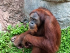 Orangutan, Skała, Zielań