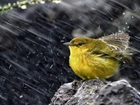 Żółty, Ptaszek, Deszcz