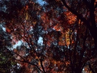 Korona, Drzew, Jesień