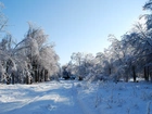 Park, Drzewa, Droga, Ławki, Zima