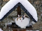 Kot, Zima, Daszek, Śnieg