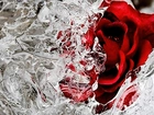 Czerwona, Róża, Lód