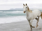 Koń, Plaża, Fale