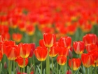 Czerwono, Żółte, Tulipany