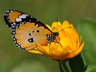 Motyl, Żółty, Kwiat