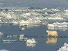 Morze, Lód, Niedźwiedź
