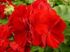 Kwiat, Czerwone, Geranium