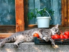Śpiący, Kotek, Pomidory