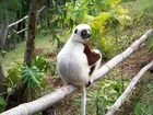 Lemur, Sifaka, Roślinność