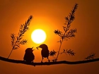 Ptaki, Zachód, Słońca, Drzewo