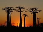 Drzewa, Baobab, Zachód Słońca