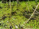Żabiściek Pływający, Bagno