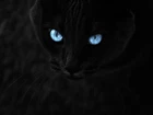 Czarny, Kot, Świecące, Oczy