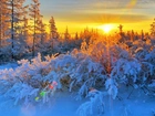 Drzewa, Krzewy, Śnieg, Promienie, Słońca