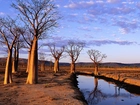 Rzeka, Drzewa, Baobab
