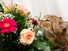 Kotek, Kwiaty, Bukiet