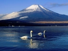 Jezioro, Łabędzie, Góra, Fudżi, Japonia