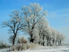 Zima, Drzewa, Szron