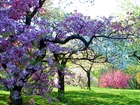 Wiosna, Drzewa Owocowe, Sad