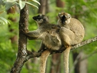 Dwa, Lemury, Drzewo