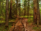 Las, Sosny, Ścieżka