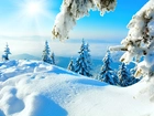 Zima, Śnieg, Choinki, Niebo