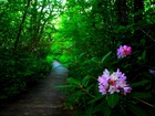 Las, Ścieżka, Kwiaty, Rododendron