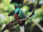 Kolorowy, Ptak, Quetzal