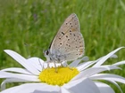 Motyl, Kwiat, Margerytka