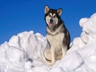Piesek, Siberian Husky, Śnieg