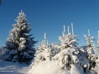 Zima, Ośnieżone, Drzewka