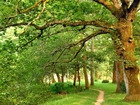 Park, Stare, Drzewa, Ścieżka