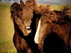 Konie, Przyjaźń, Rżenie, Zadowolenie